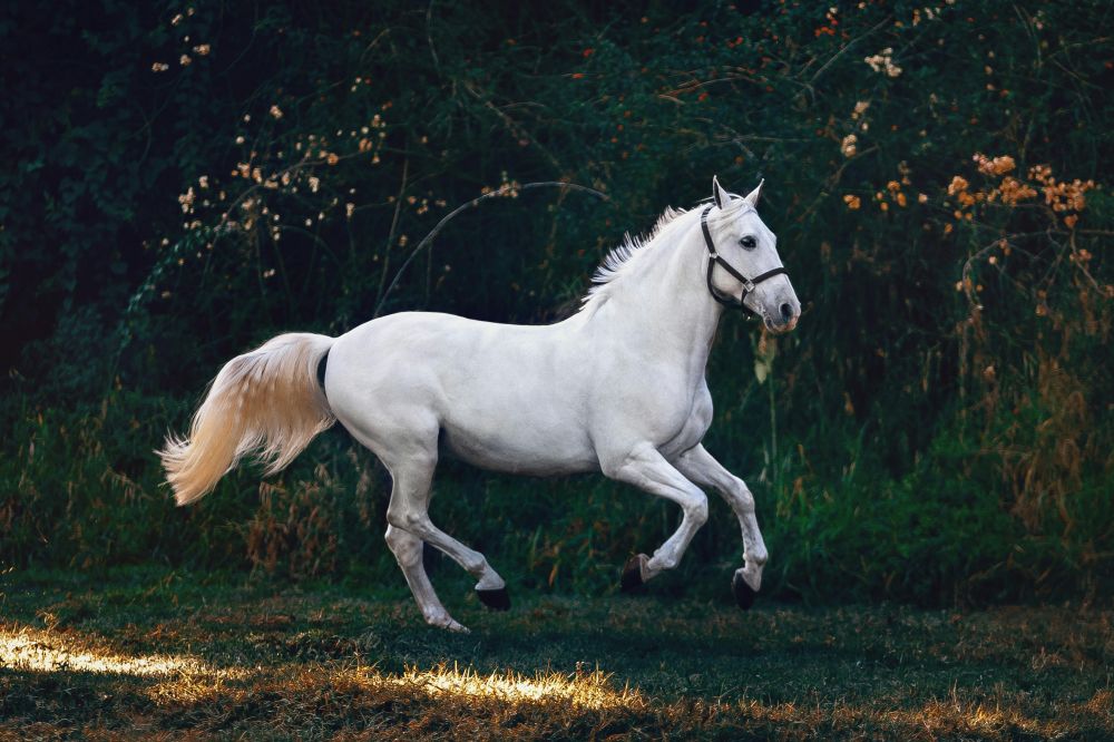 Barefoot boots Horse