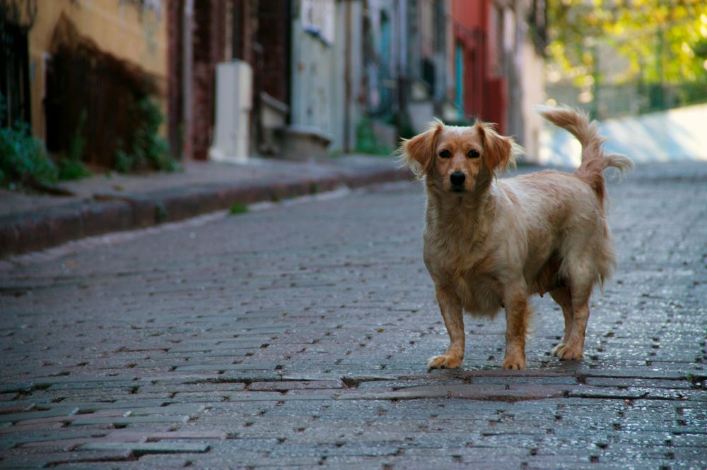 dog day care centre in Sollentuna