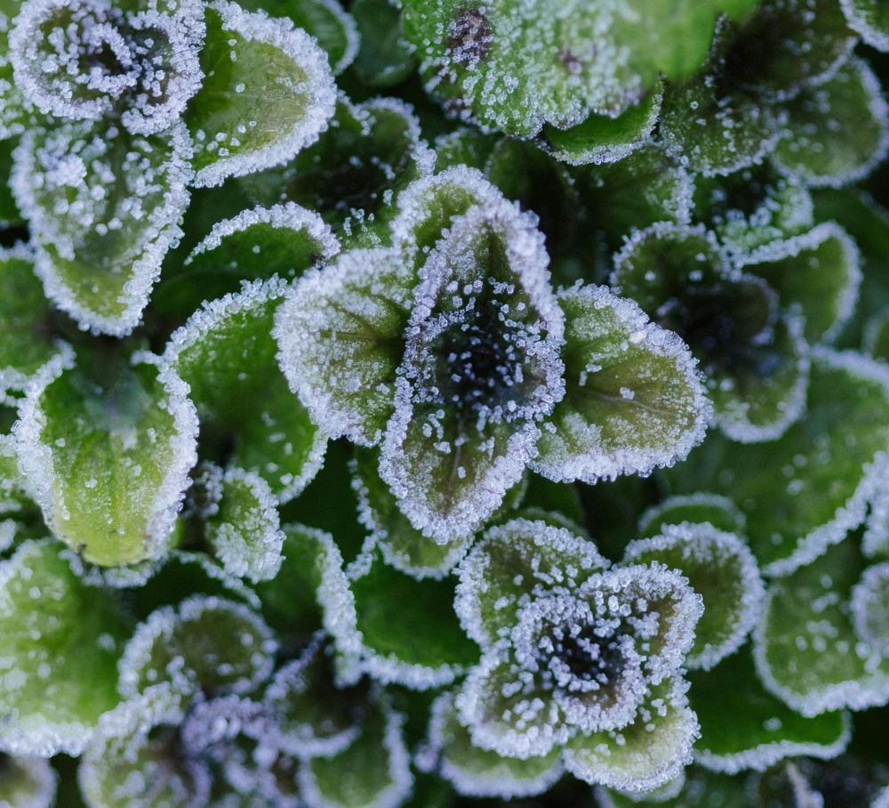 Garden Örebro