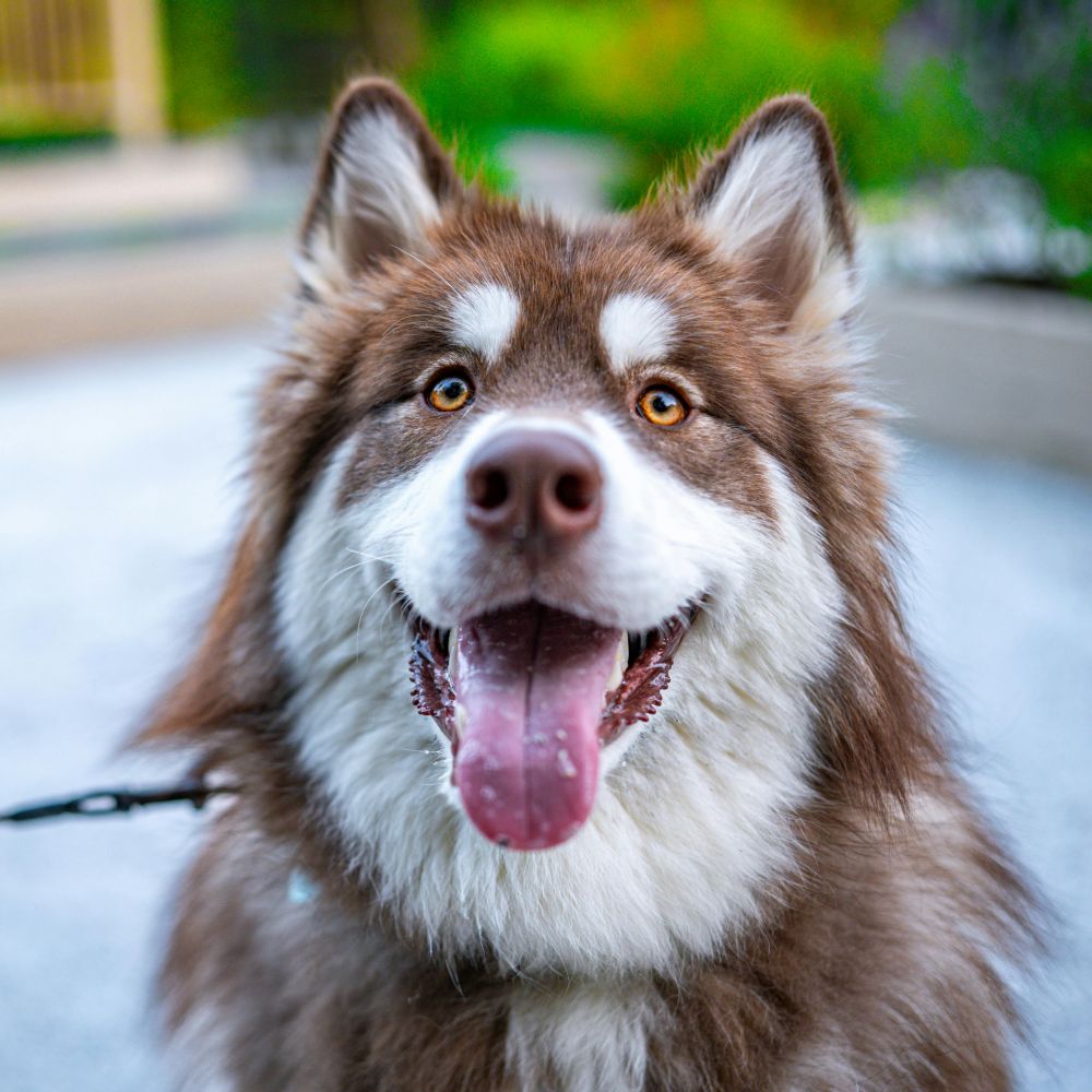 Dog day care centre Jämtland