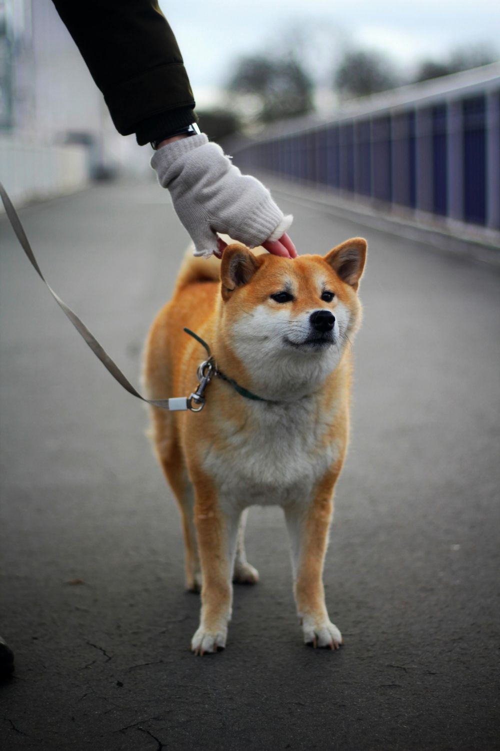 flexliner dog