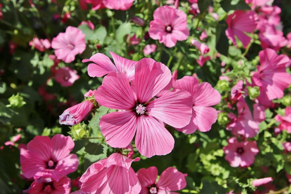 gardening adviser enköping