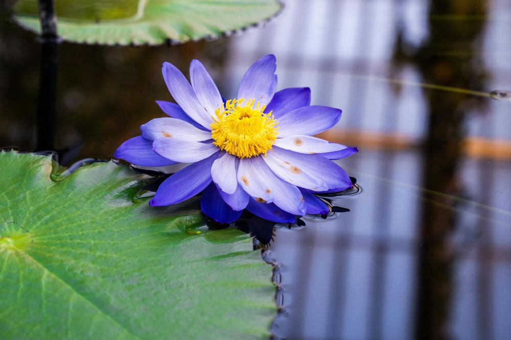 gardening adviser enköping