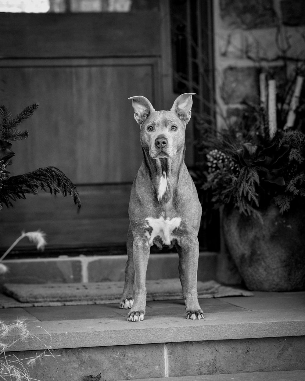 Hire a hot dog stand on Funen