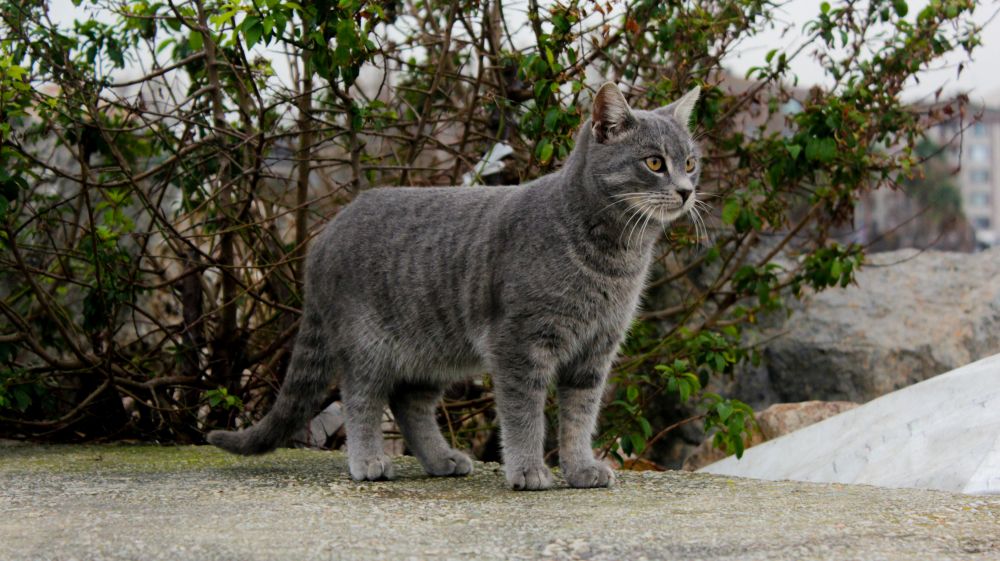 Hire a hot dog stand on Funen
