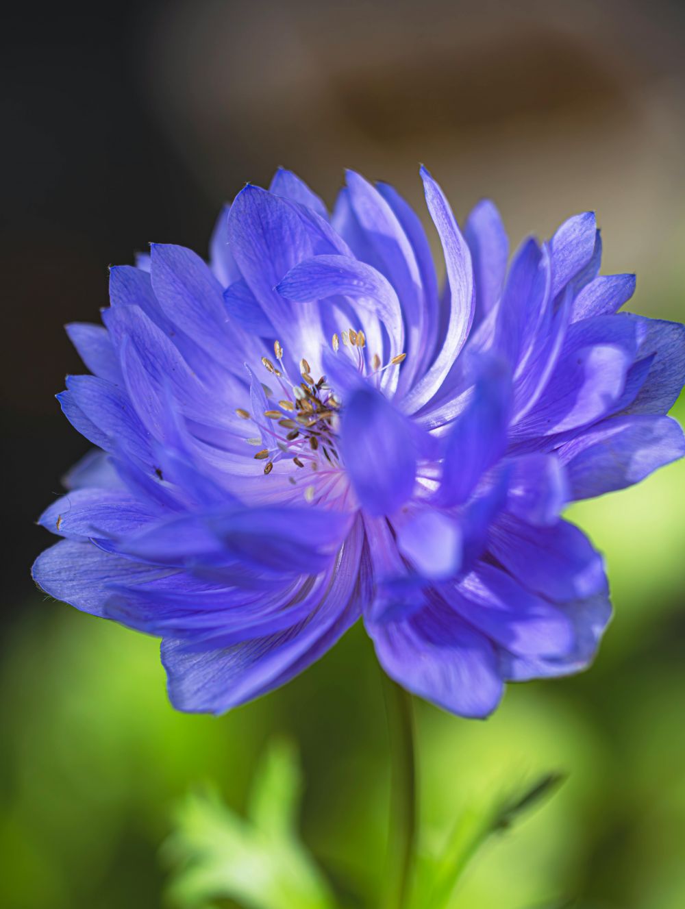 gardening adviser enk&ouml;ping