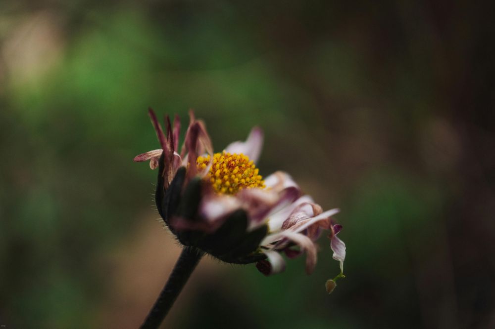 gardening adviser enköping