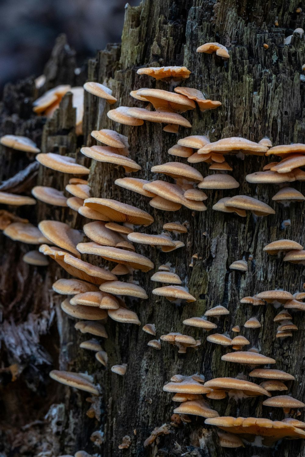stump grinding skåne