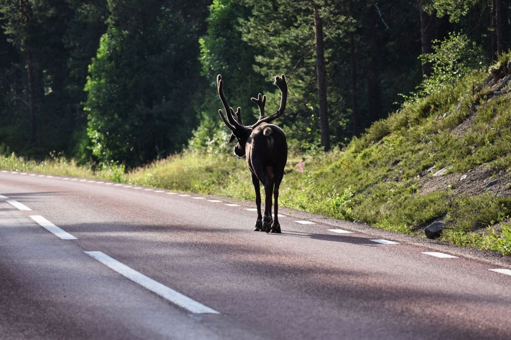 Säkerhet & Teknisk inspektion