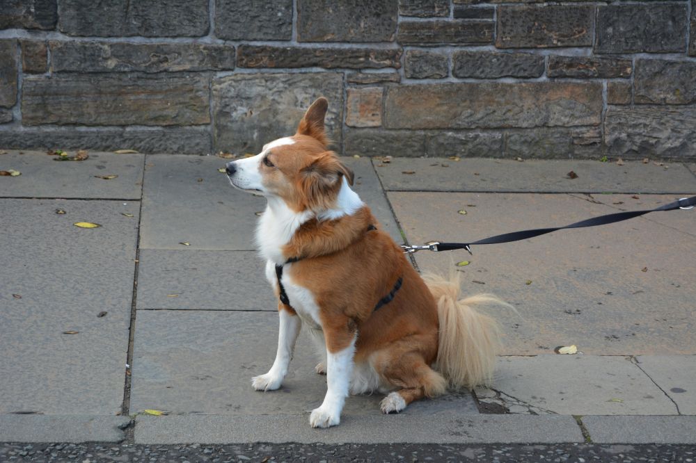 flexliner dog