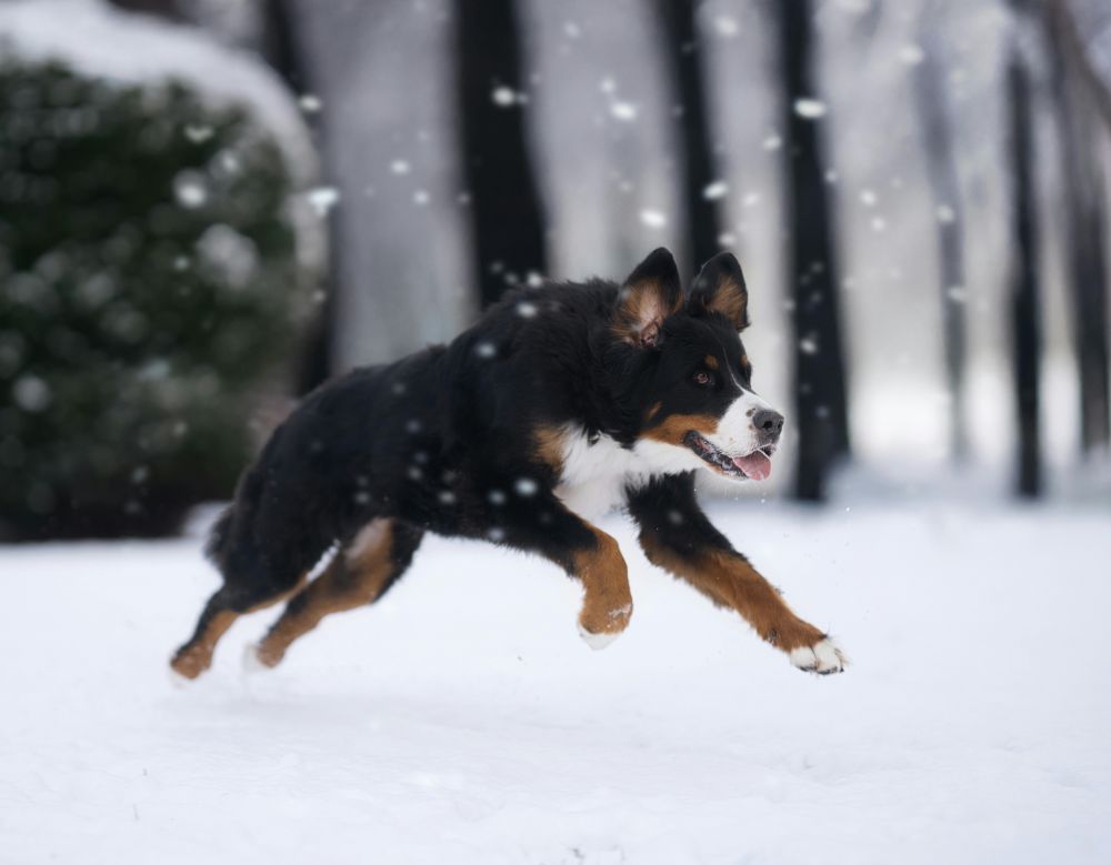 tyres for dogs