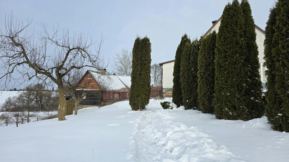 Winter jacket for dogs