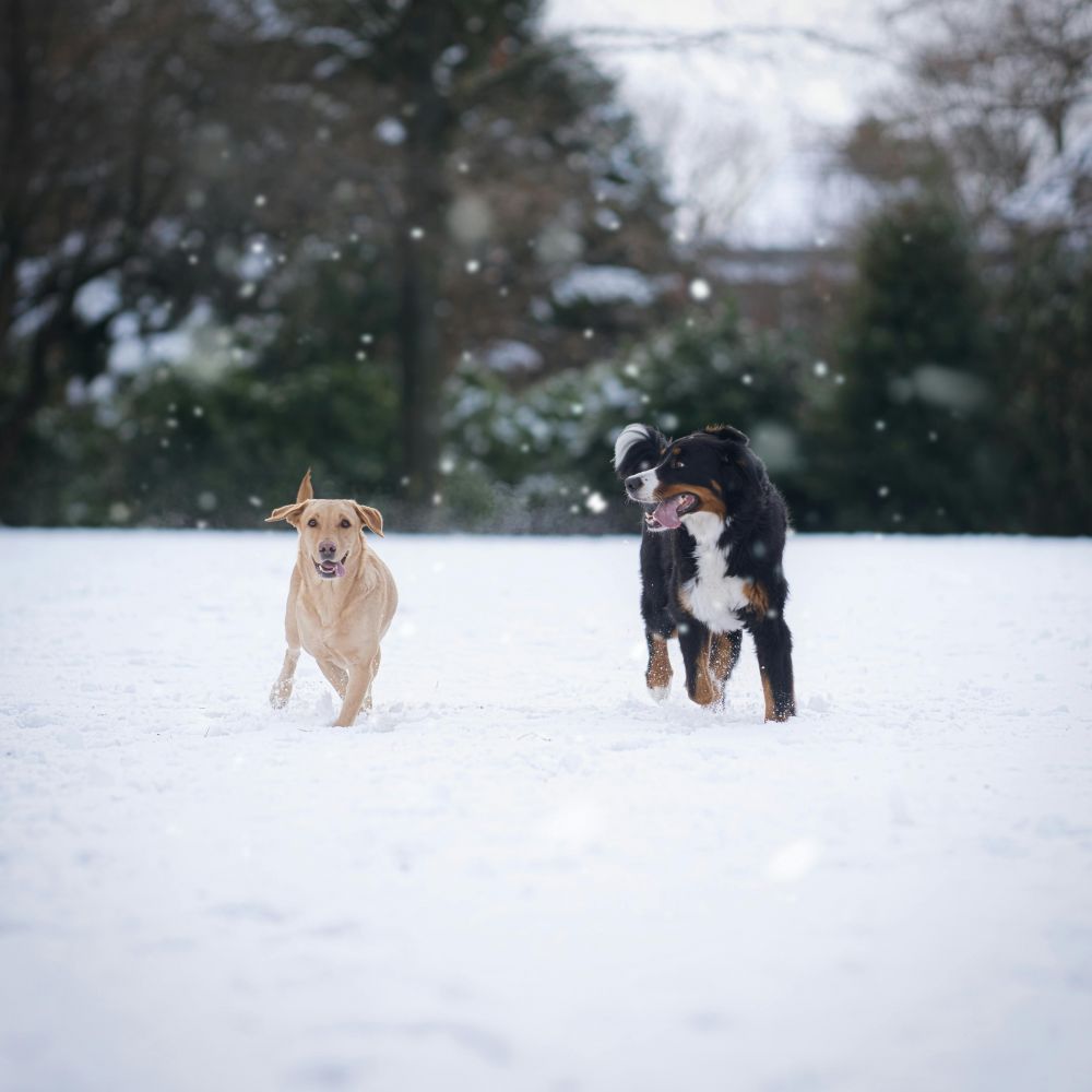 tyres for dogs