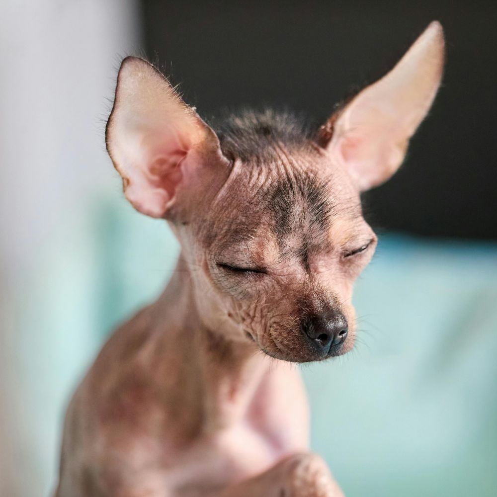 flexliner dog