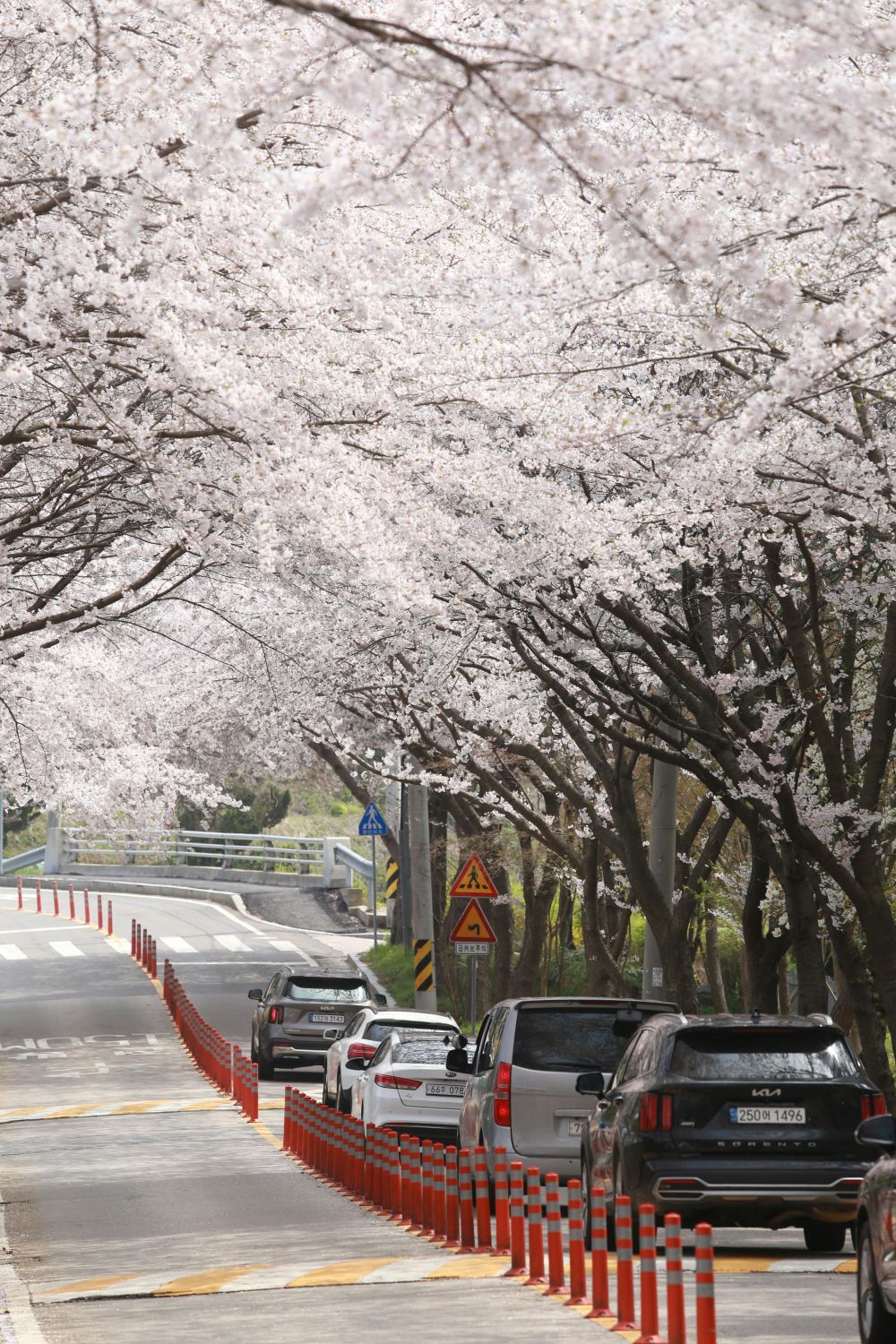 S&auml;songsf&ouml;rberedelser & Klimatanpassning