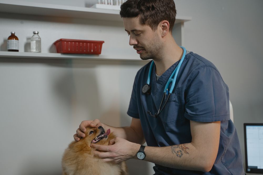 veterinär