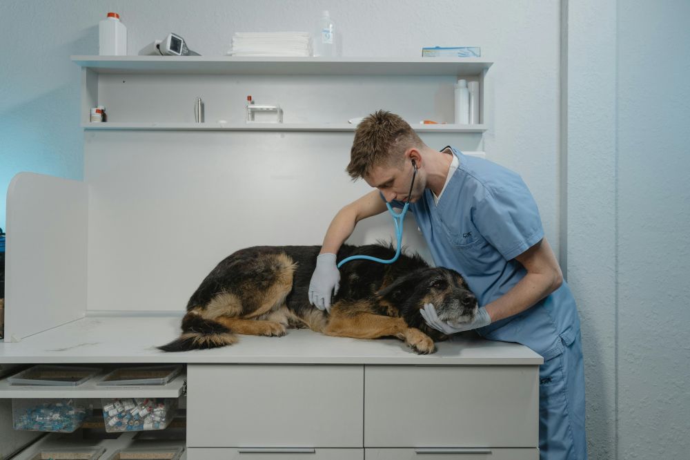 Dyreklinik slagelse