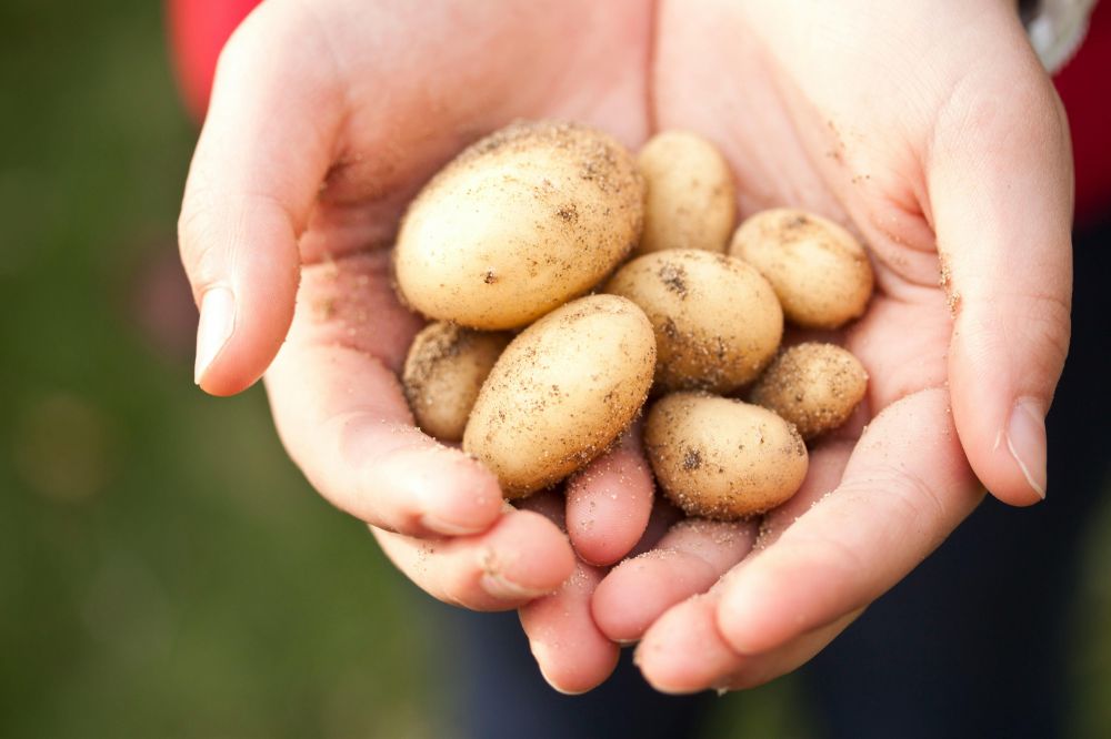 potato growers