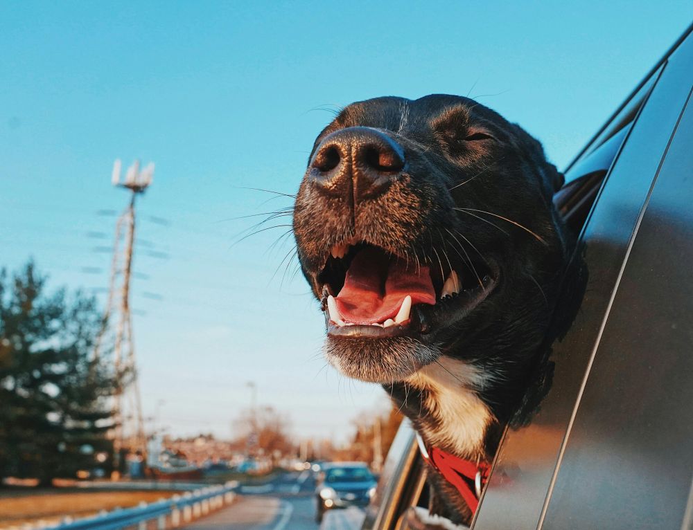 Resor & Roadtrips