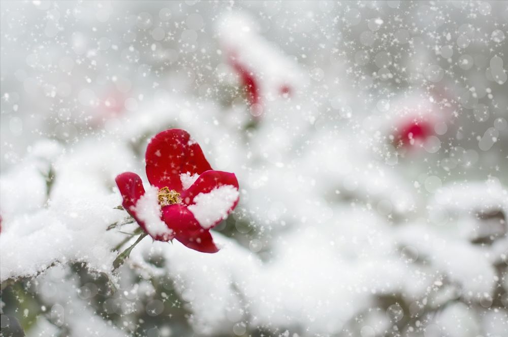 De bästa vinterblommorna för trädgården i Sverige