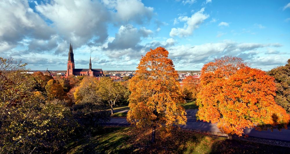 trädfällning i Uppsala