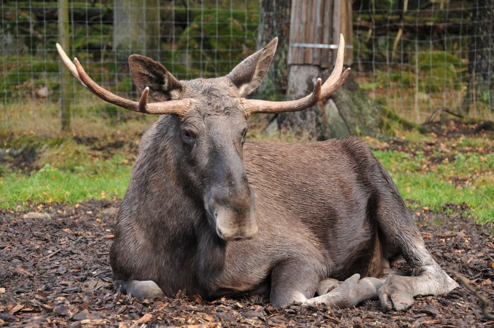 Moose park