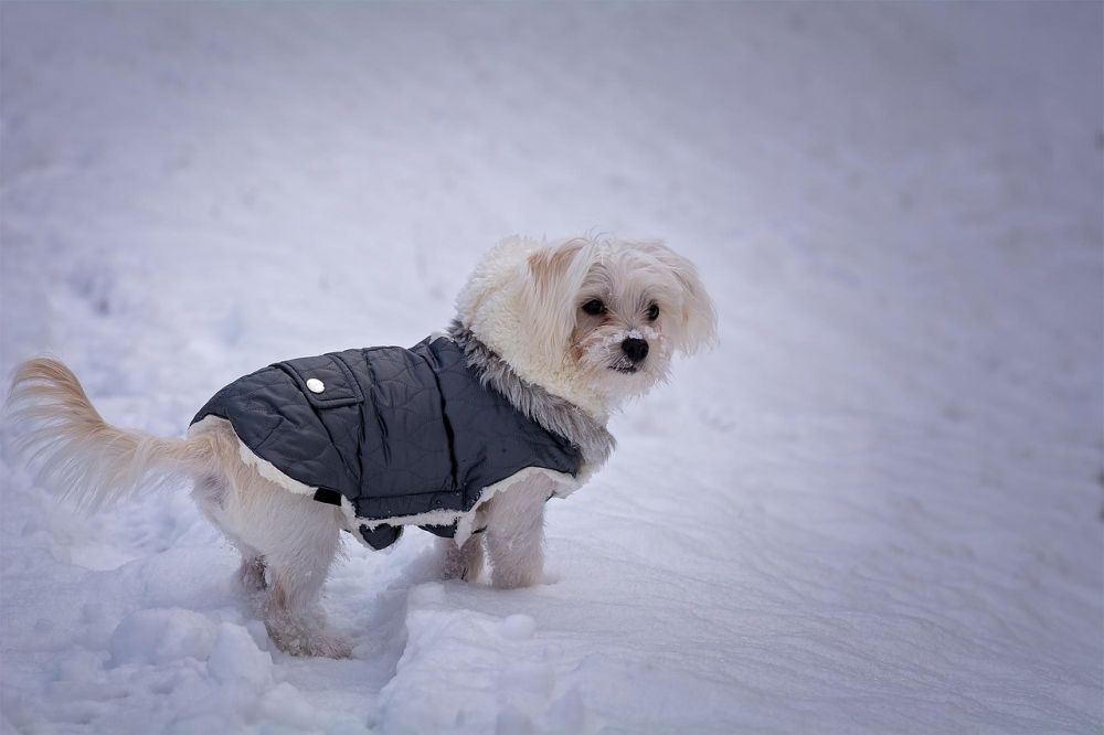 Vinterjakke til Hund