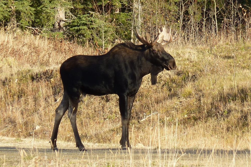 älgpark i Småland