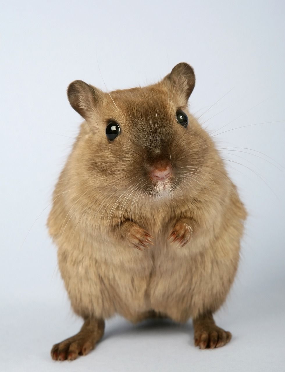 hamster