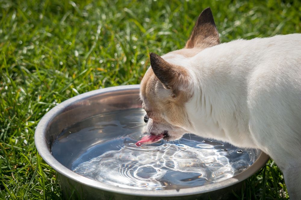 dog bowls