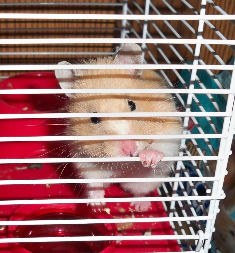 hamster