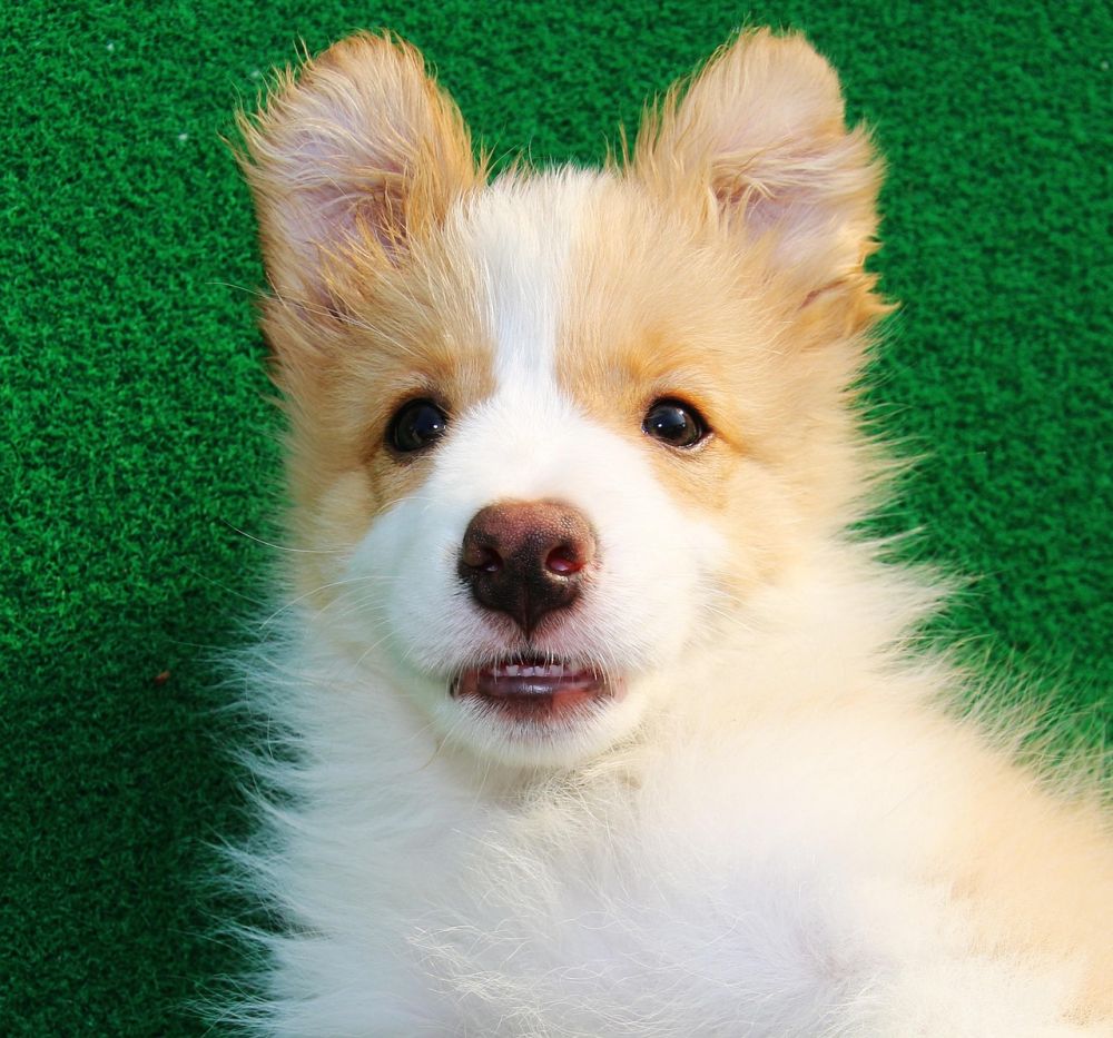 dog hotel