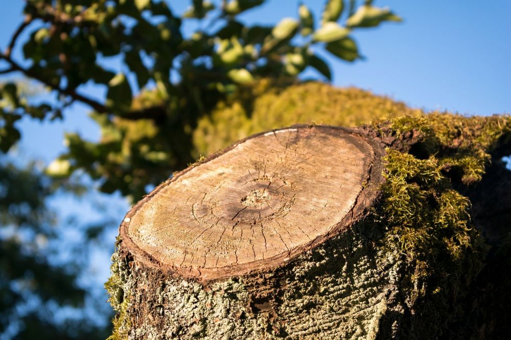 stubbfräsning uppsala