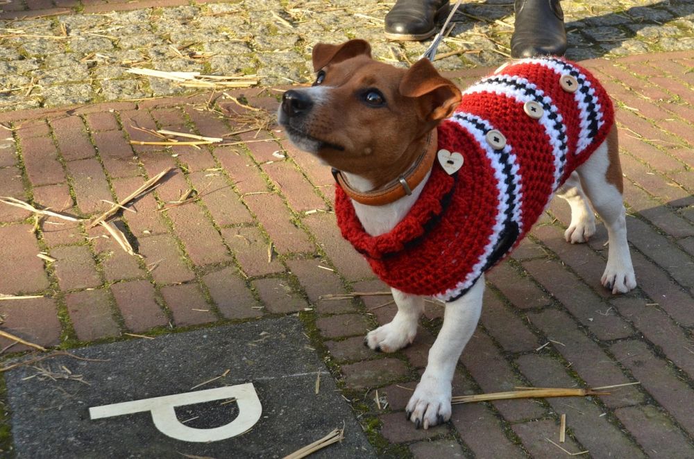 Vinterjakke til Hund