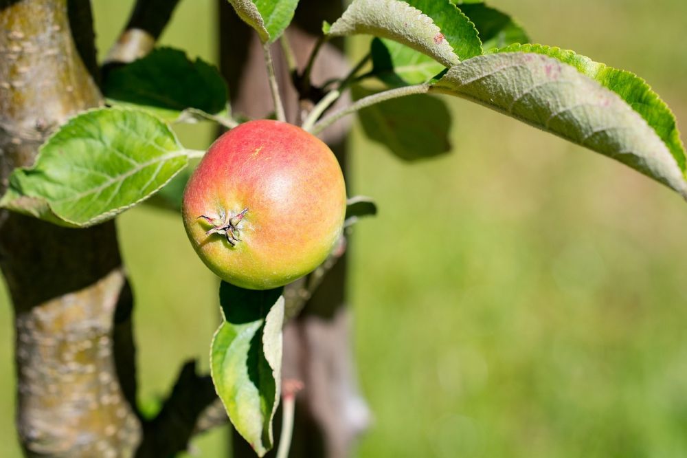 apple products