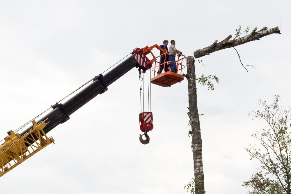 arborist skåne