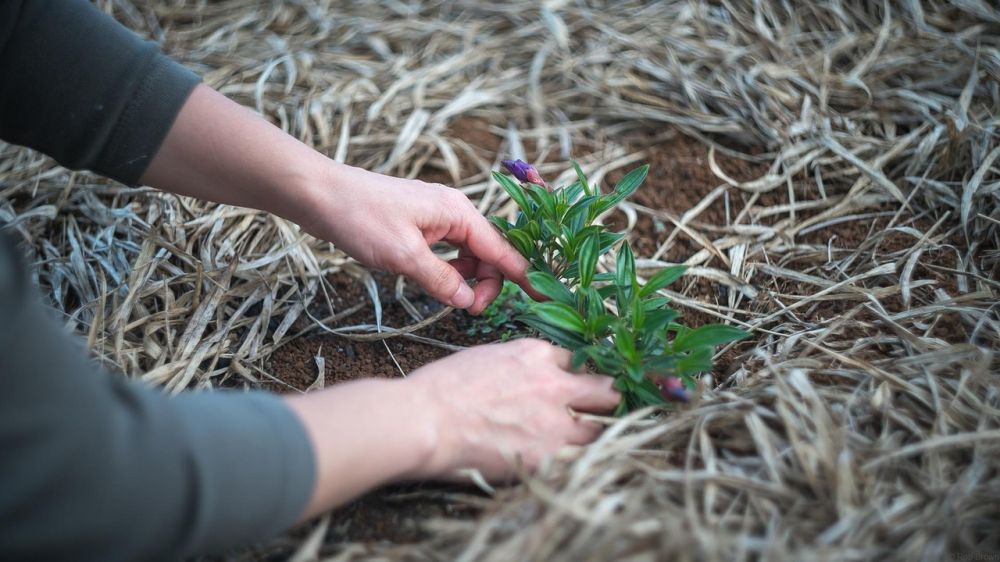 Soil and mulch