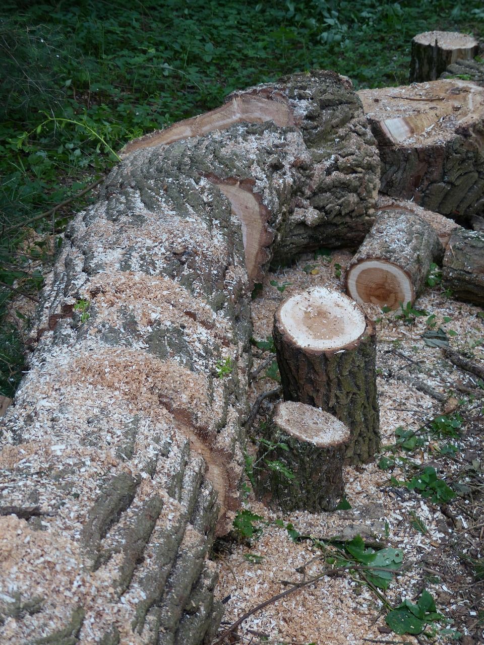 tree felling