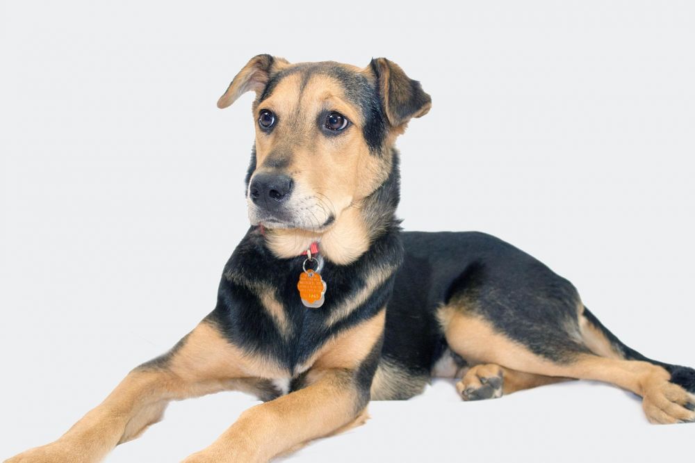 Collar for dogs
