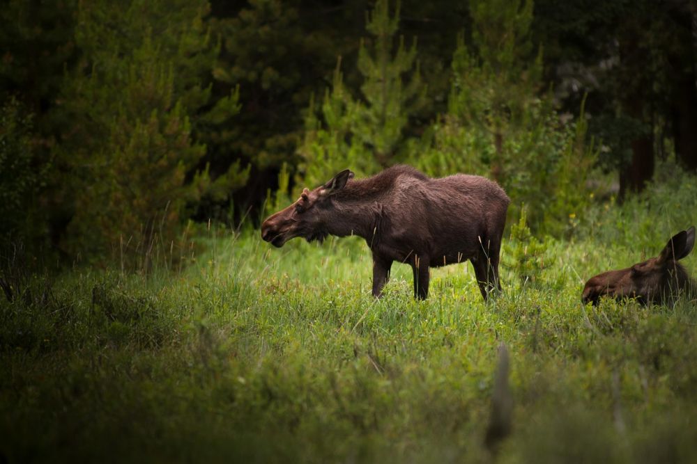 Moose park