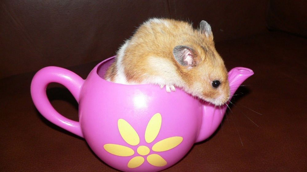 hamster