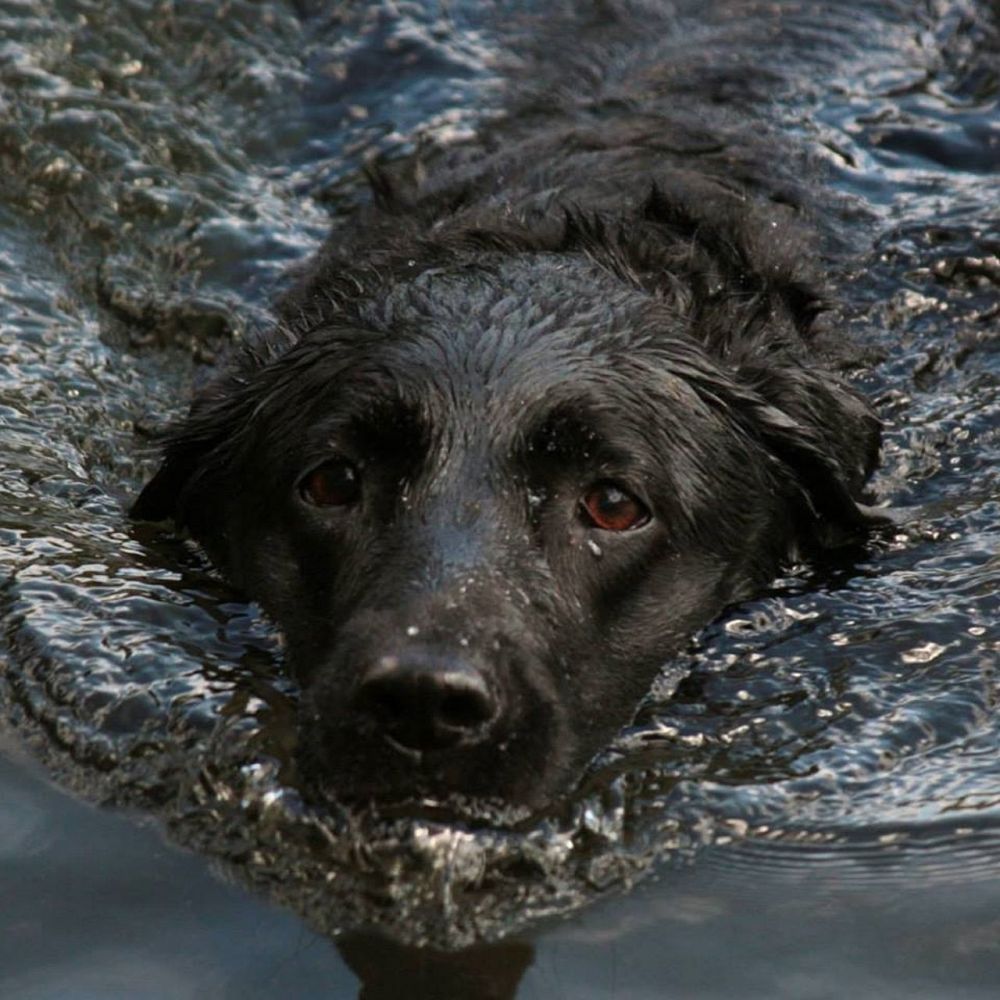 vattentrask hund stockholm