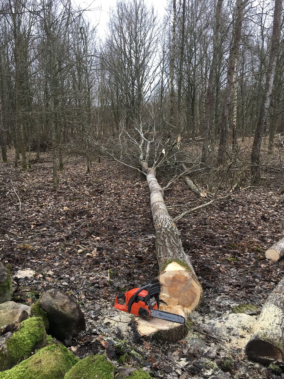 tree felling