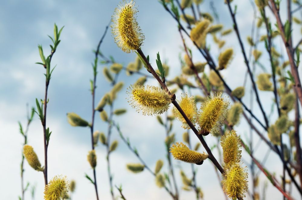 Willow tree