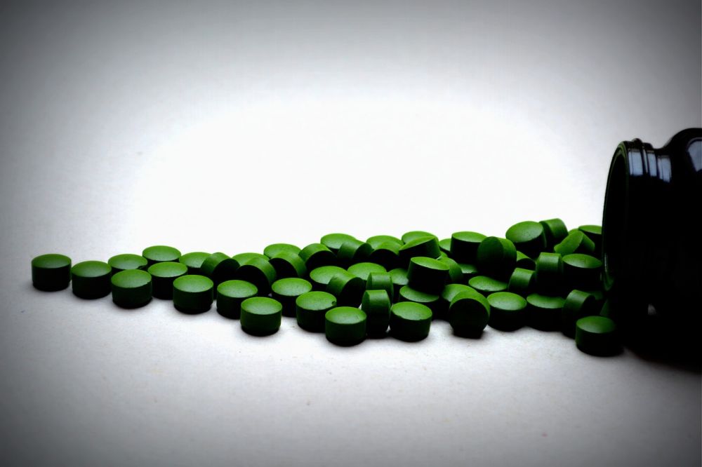 chlorella pulver