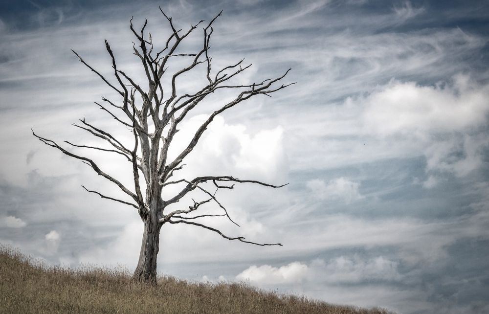 arborist skåne