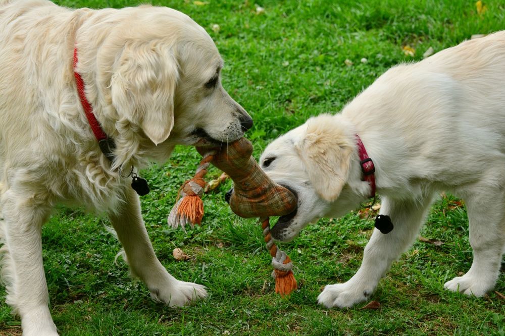 Hundelegetøj – hvad skal du vælge til små og store hunde?