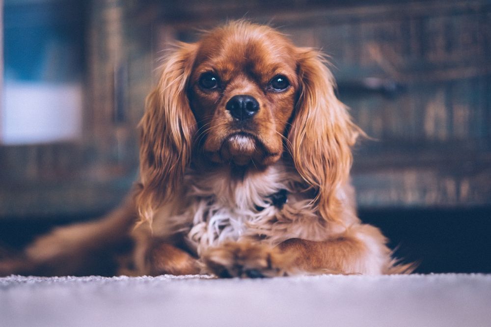 hundtrim Sölvesborg