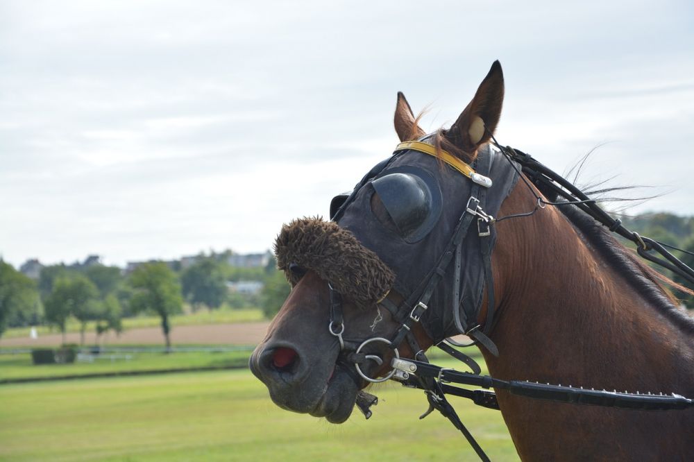 horse equipment