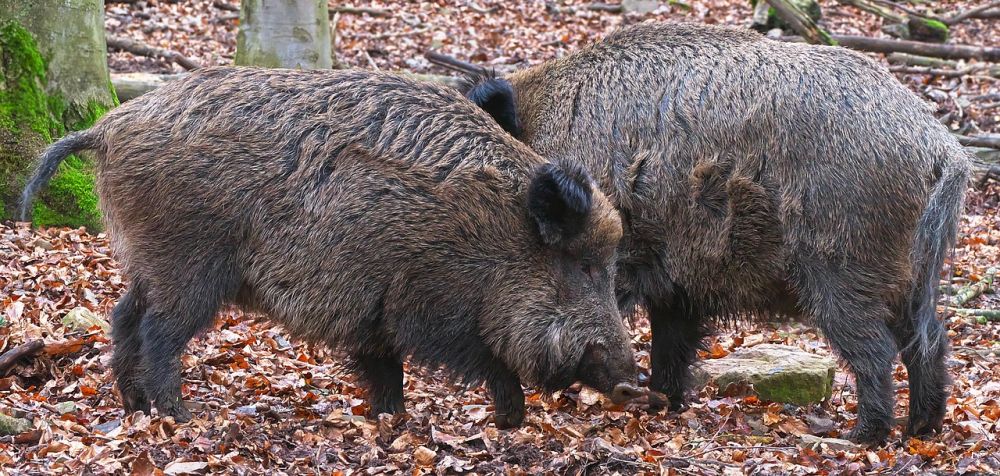 Wild boar enclosures